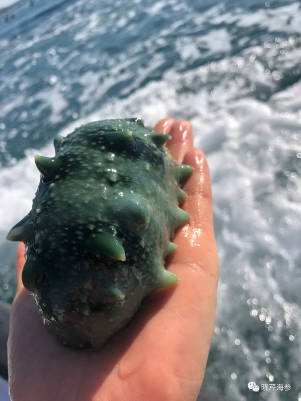 大連海參,曉芹海參,海參,海參捕撈,海參原產(chǎn)地,秋參.jpg 大連海參,曉芹海參,海參,海參捕撈,海參原產(chǎn)地,秋參.jpg