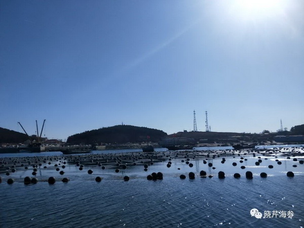 大連海參,曉芹海參,海參,海參捕撈,海參原產(chǎn)地,秋參.jpg 大連海參,曉芹海參,海參,海參捕撈,海參原產(chǎn)地,秋參.jpg